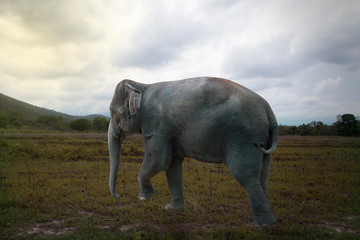 Naklejka na ściany i meble Wooden hand made elephant walking journey.