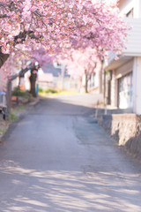 河津桜の咲いている坂道