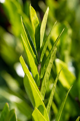 Obraz premium green succulent leaves on a branch as a background
