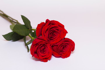 Three red roses with green leaves lay on white background with copy space. Greeting template.