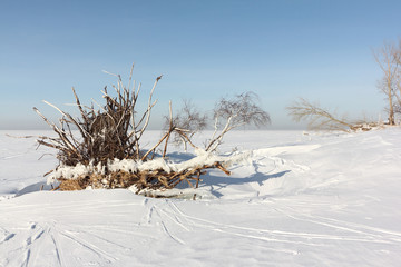 Roots of fallen trees on the Island Hrenoviy, Ob Reservoir, Novosibirsk, Russia