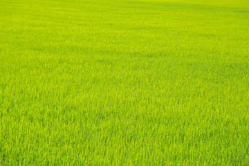 Fototapeta na wymiar Bright green rice field nature