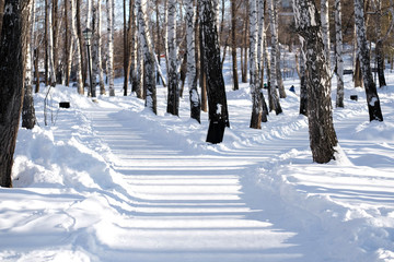 Snowy road in the park. Evening light, a play of light and shadow. Peeled paths in the winter. Without people