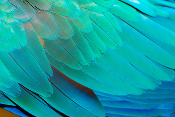 Close up of colorful parrot feather © pandaclub23