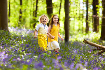 Fototapeta premium Kids in bluebell woods. Children play in park.