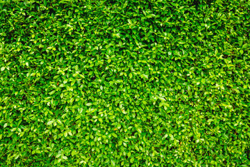 Green Leaves nature background