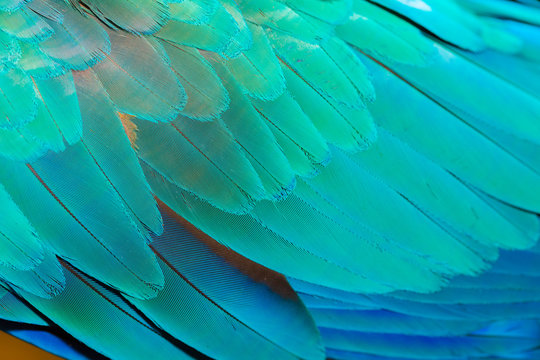 Close up of colorful parrot feather
