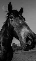 black and white horse portrait