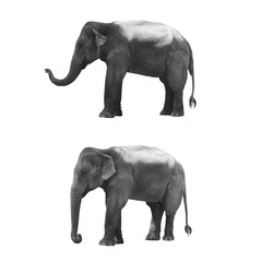 Fototapeta na wymiar Wooden hand made elephant isolated on white