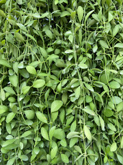 background of green leaves