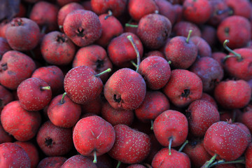 Piles of hawthorn fruit