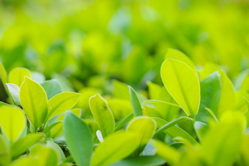 Closeup of fresh leaves on green nature