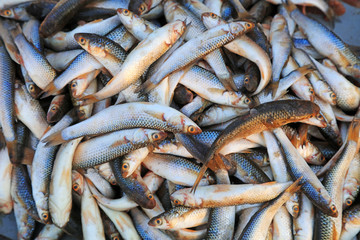 Piles of barracuda