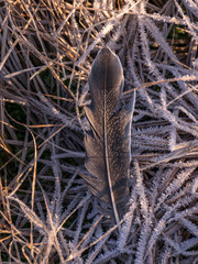 gray bird feather