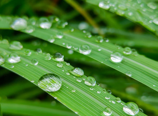 nature Rainwater on the grass