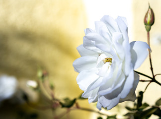 Close up of bright white flower 