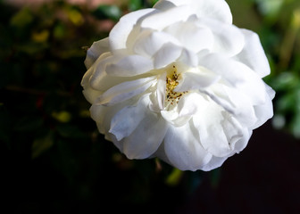 Fototapeta na wymiar White flower partly in the shade