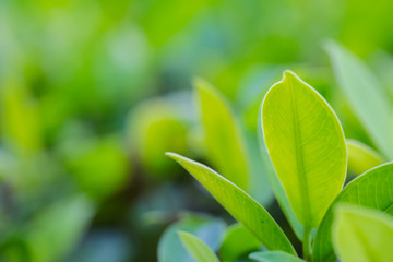 Closeup of fresh leaves on green nature
