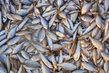 Piles of small fish