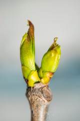 Bud vine with a young green leaf in the spring. Macro on blurred background