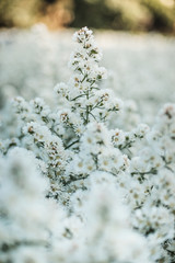 white flowers of a tree