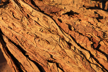 Close-up of tobacco leaf texture