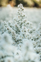 flowers in snow