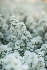 white flowers on a tree