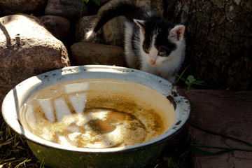 Cute spotted kitten came to drink water in the garden.