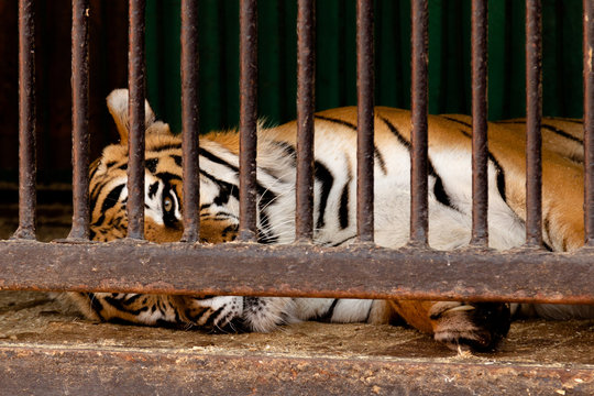 The tiger, behind bars, in a mobile zoo, in terrible conditions, with a hopeless look, dutifully lies on the floor.