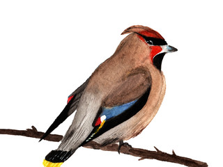 Watercolor feathered waxwing with a crest, red cheeks and black wings, sitting on a branch, on a white background, painted with a brush