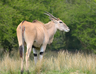 Common eland, Taurotragus oryx, 