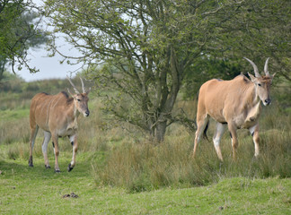 Naklejka na ściany i meble Common eland, Taurotragus oryx, 