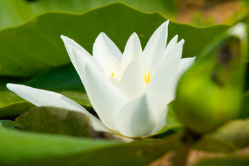 White water lily (Nymphaéa). delta of the Volga river. Summer