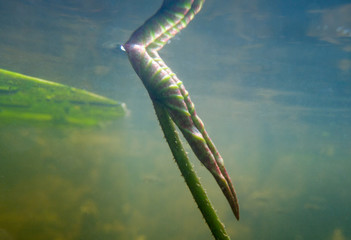 Lotus leaf shot from under the water. The Volga Delta. Summer