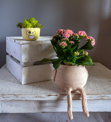 Still life with Kalanchoe flowers, decorative moss and a box. Vintage.