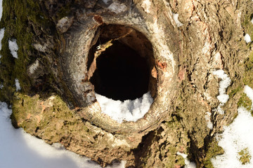 Hollow in the trunk of an old birch. Close up.