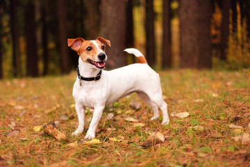 jack russell in the autumn forest