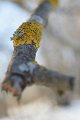 Lichen on a dry branch of a tree. Close up.