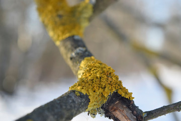 Lichen on a dry branch of a tree. Close up.