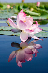 Blooming lotus in the Volga river Delta. . Summer