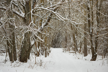 Majestic white spruces glowing by sunlight. Picturesque and gorgeous wintry scene.