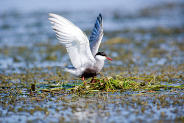 Seagull on the nest. The Volga River Delta. Summer