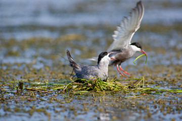 Seagull on the nest. The Volga River Delta. Summer