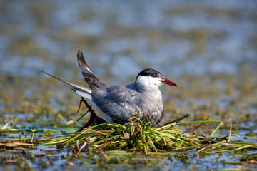 Seagull on the nest. The Volga River Delta. Summer