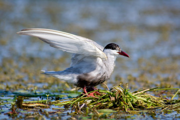Seagull on the nest. The Volga River Delta. Summer