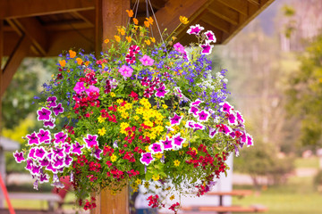 Flowers in garden