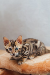 Little cute bengal kitten sitting on a soft cat's shelf.