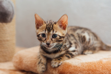 Little cute bengal kitten sitting on a soft cat's shelf.