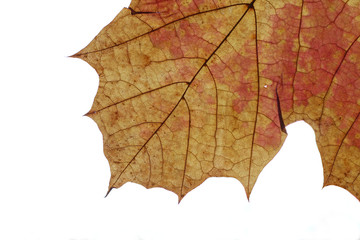 Norwegian maple autumn leaf structure with the contrast of backlight